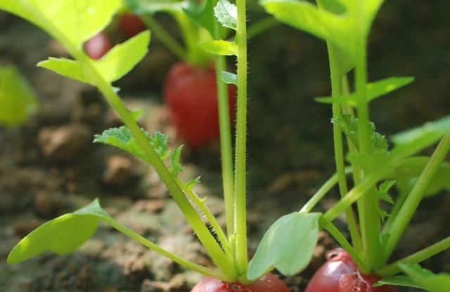  『蔬菜』最好种、发芽快、耐寒的五种蔬菜，阳台绿油油，一个冬天有青菜吃