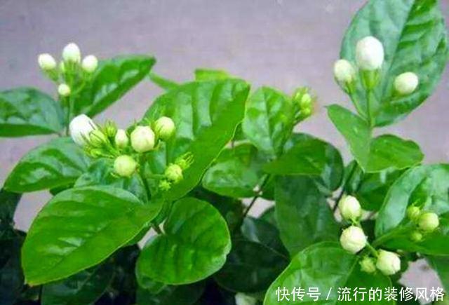  『种子』通过种子萌发成盆栽，为何没有一棵苗？少了哪一步？