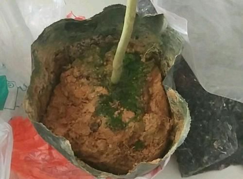  「技术员」买回来带花苞的茶花上盆前到底要不要洗根？技术员有话要说