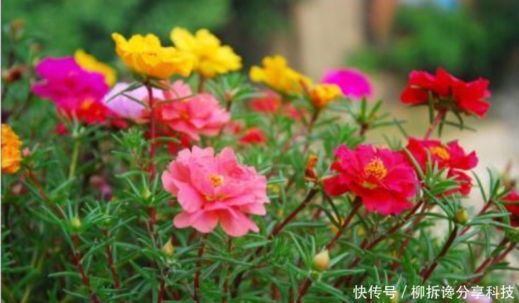  『家里』家里养上“3种花”，直接变成“百花园”，高雅艳丽，美不胜收！