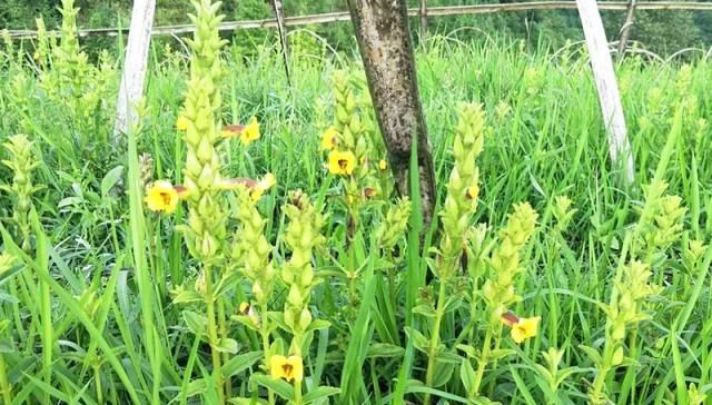  「名字」名字高大上，曾炒到1500元1斤，如今50元1斤没人要，农