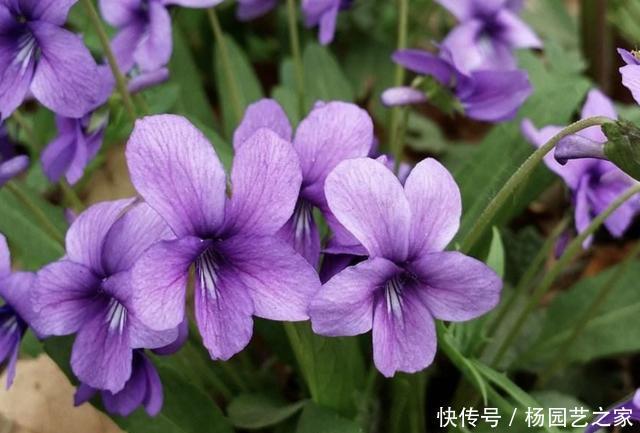  「田间」田间地头，有1种“野堇菜”很美，如今不多见，拔1棵少1棵，珍贵