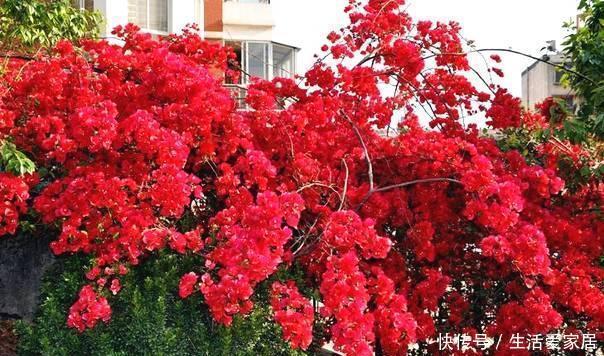 端午节|端午节前后,此花要栽2株,花开上千朵,2株长成花墙,美呆了