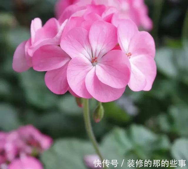 扦插|天竺葵扦插难、成活率低?注意这几点,生根快开花又大又艳