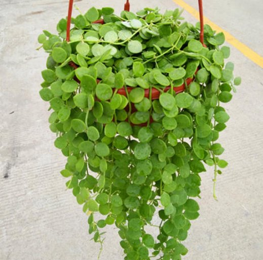  『光照』阳台上种养几款植物，可贱养不矫情，阳台变花瀑布，美翻了整个家