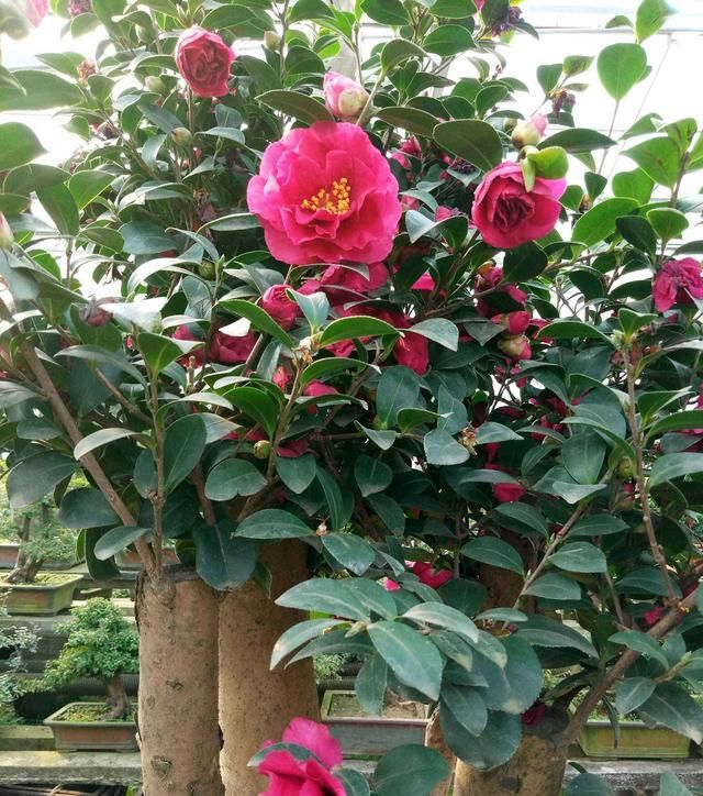  【茶梅】请问茶梅什么时候剪枝比较好