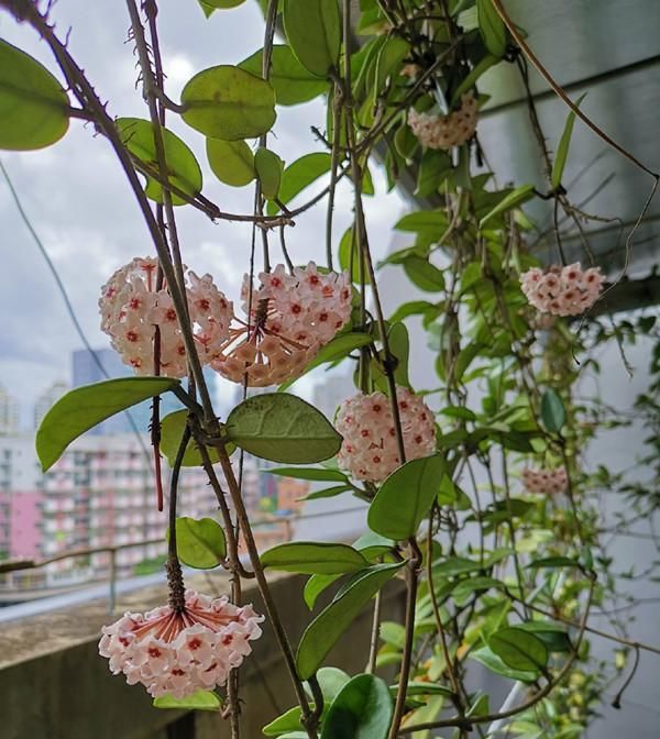  绿萝|此款盆栽绿植，比绿萝好养，比兰花还香，花开一朵，满屋子香气