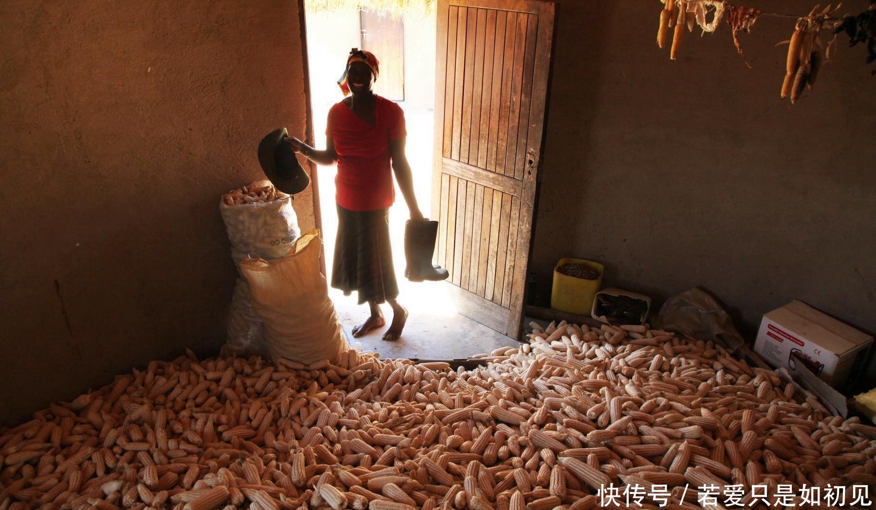  「玉米」中国人在非洲土地上种向日葵被非洲人嘲笑，尝到甜头后