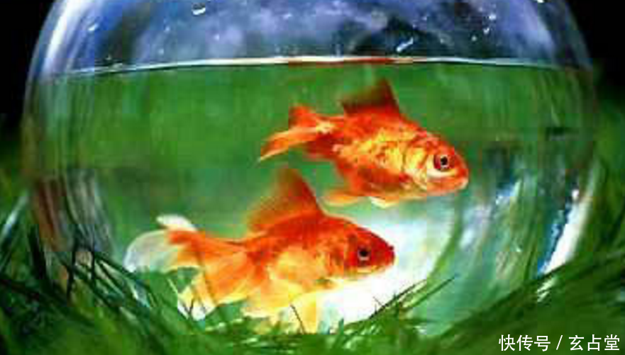 养鱼知识,养鱼风水知识学,养几条鱼最招财