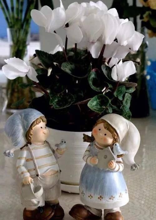  『天使』喜欢白色？这五种“洁白花”不可错过，美如雪中天使