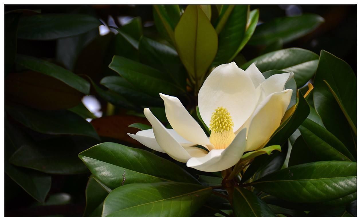  【人类】模仿行为并不是人类独有专利，植物的“模仿秀”也令人叹为观止！