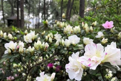  品种@300多个品种！临平公园杜鹃已经盛放！另有千亩花海即将红遍山野