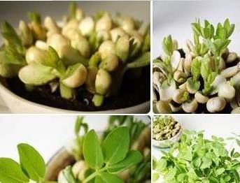 盆栽:几粒花生埋土里,7天发芽,一个月长成美丽盆栽,几个月后大收获 ...