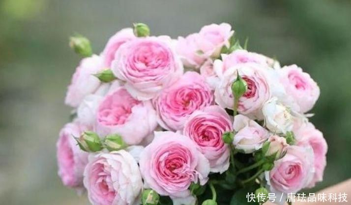  『家里』家里养上“5种花”，开花一簇簇，繁花似锦，直接变成“小花园”