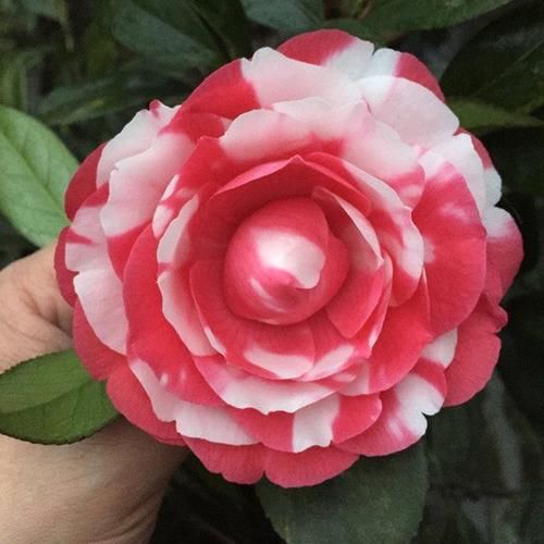  『观赏价值』中国产的世界名花，花形艳丽不逊牡丹，花期达半年，观赏价值极高