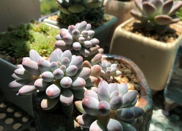 植物:多肉植物怎么浇水 多肉植物多久浇一次水