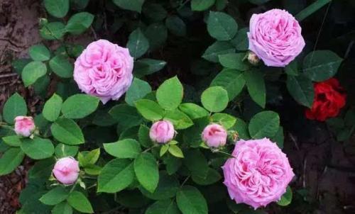  『修剪』月季花开谢后，做好这件事，花苞越开越多
