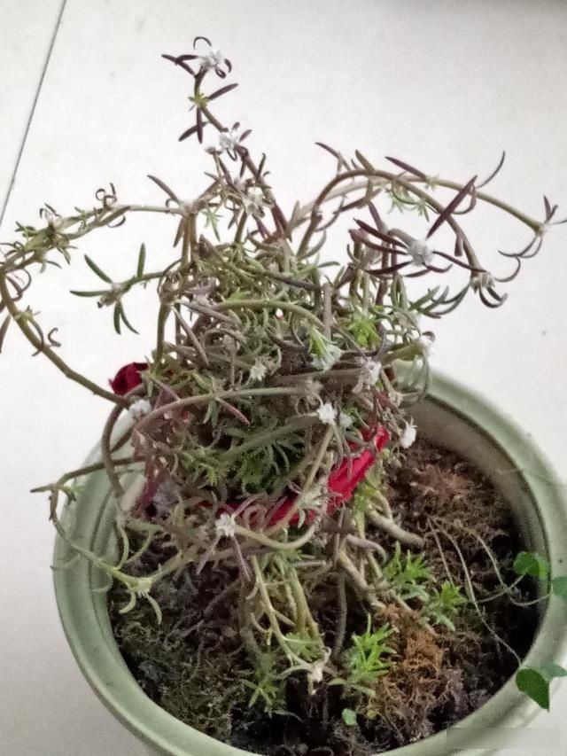  「用小喷壶」复工在即，那些一个多月没管的花，该怎么养护？