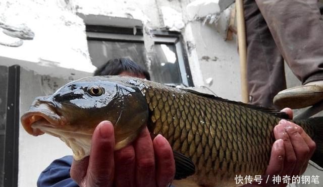  『谈谈』从钓获这条金鳞红尾的野生鲤鱼，谈谈我钓鲤鱼的经验，重点在窝料