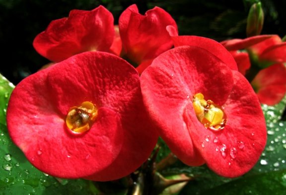  「香飘」这些花的花香，堪比栀子花，家养一盆，香飘十里，看着仙气满满