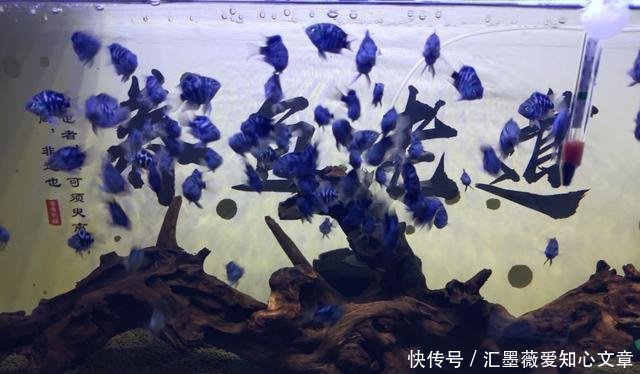  #烦恼#家庭养鱼最大的乐趣是繁殖成功，最大的烦恼是成功繁殖后