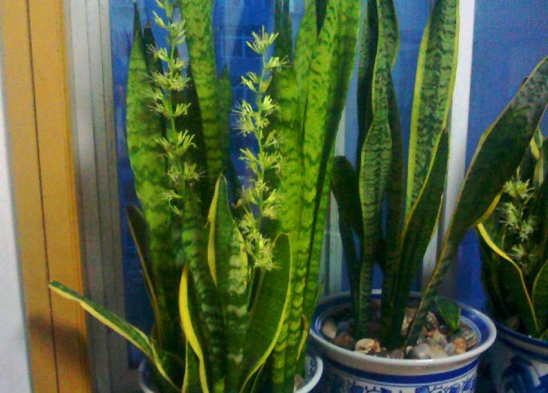  龙舌兰@有4种“植物”最适合养客厅，有钱人都爱养，难怪越来越富！