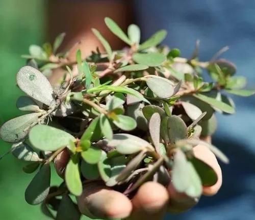  『盆栽』以前是路边的野草，现在却变成野菜，还能养成盆栽的马齿苋