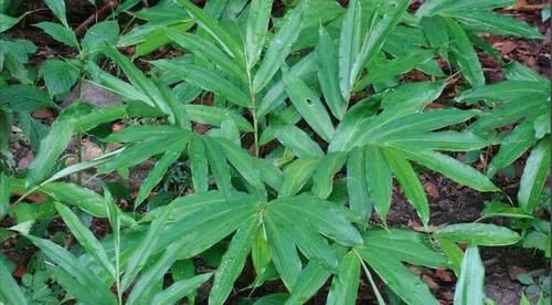  果实@农村值钱东西很多？以前不当回事，现在才知道70元一两