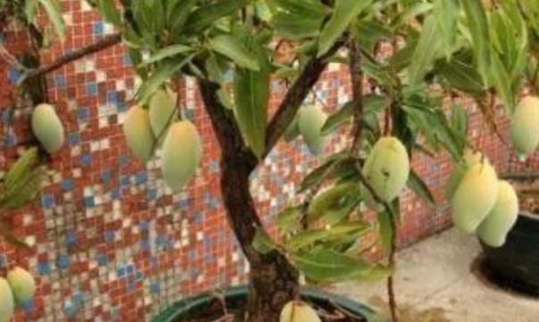  【埋进】吃完的果核先别扔，埋进花盆惊喜多，七天变身小盆栽！