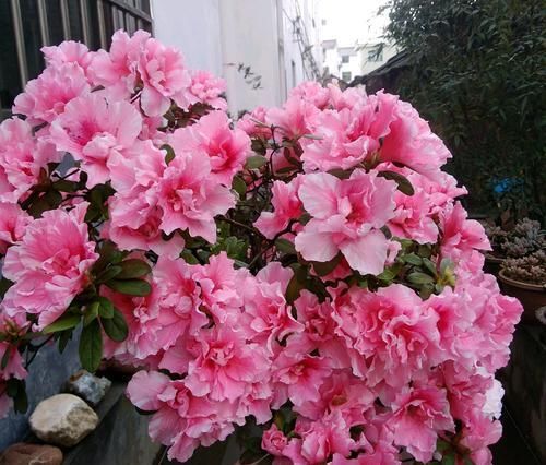  『别人』别人的杜鹃花总是开花爆盆？盛花期就摘“它”，开花爆盆不见叶