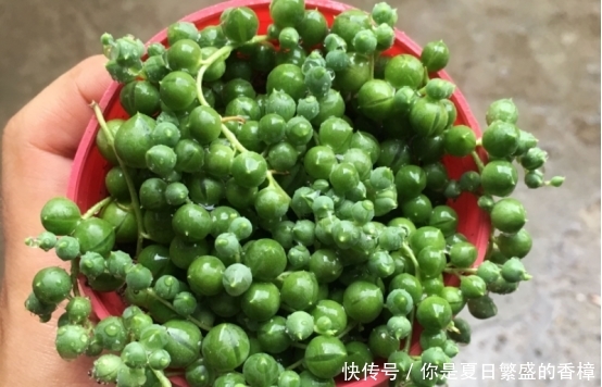  「适合」家里房子比较小，适合养什么花草？这几种可以考虑一下