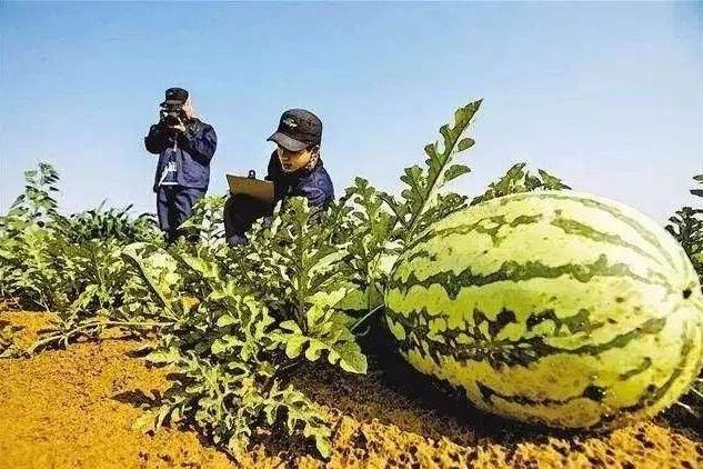 切记！看到沙漠的西瓜不要随便摘，不然后悔都来不及，有人中招了
