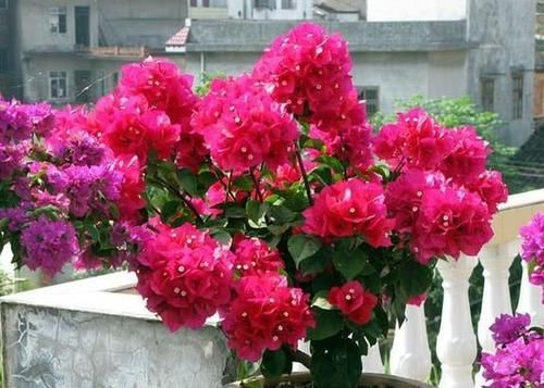  『观赏价值』养好三角梅不难，掌握“3个技巧”，花开不断，只见花朵不见叶！