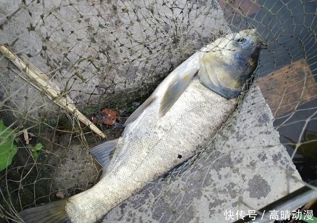  『水域』鲢鳙并非稀有鱼种，为何一些水域不让钓？水库老板说出“真相”