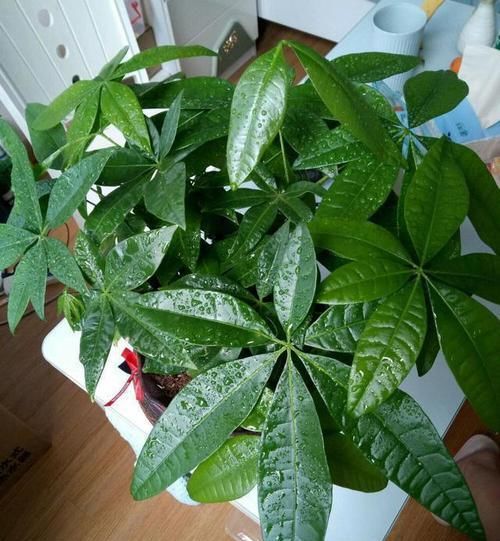  『新芽』立春给发财树“剃剃头”，新芽蹿的快，树冠长成伞，茂密油绿