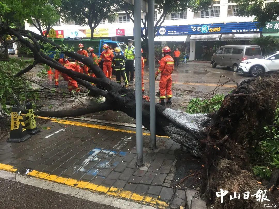 #树冠#惊险！中山10米高大树暴雨中倒下，摩托车和电动车被砸！