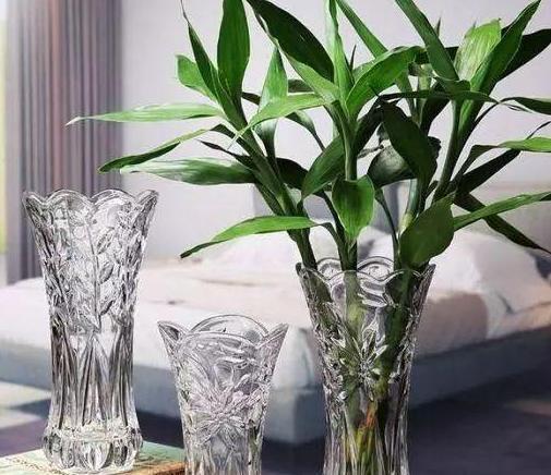  富贵竹■养花偏爱水培植物？就栽种招财富贵竹，注重4点枝叶繁茂、根壮