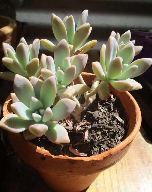  【植物】用叶子来繁殖多肉植物，不小心碰掉的叶子，不要当垃圾丢了