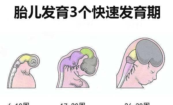  宝宝：胎儿3个快速发育期，孕妈饮食有讲究，别让宝宝输在起跑线！
