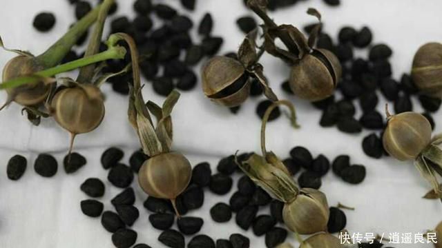  杂草■农村有那么多的野生中药，为什么却没有人去采摘？