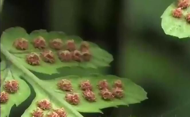 这种叶子下面藏着“珍珠”的草，在农村随处可见，却药用价值极高