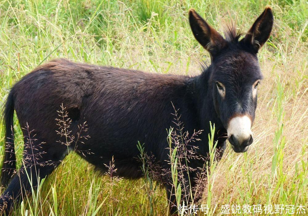  时间■巴基斯坦为中国养驴，驴皮价16年暴涨150倍，中国驴却受到