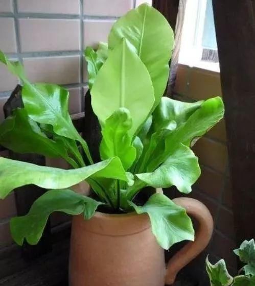  「特别」有一些花很特别，都能“挂着长”，养上一盆，家庭更美、更吸引人