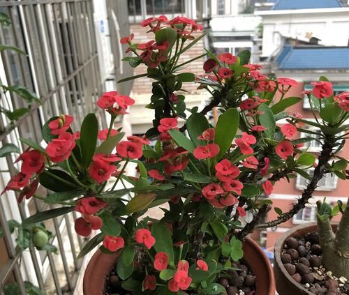  【养护】虎刺梅叶片总是发黄发黑？避开4个误区，事半功倍叶茂花多