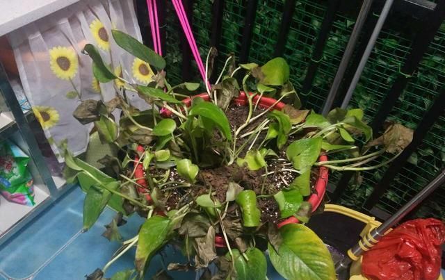  「发财树」这6种花，烂根先别扔，这样砍枝剥皮用水洗，15天长出新根侧芽