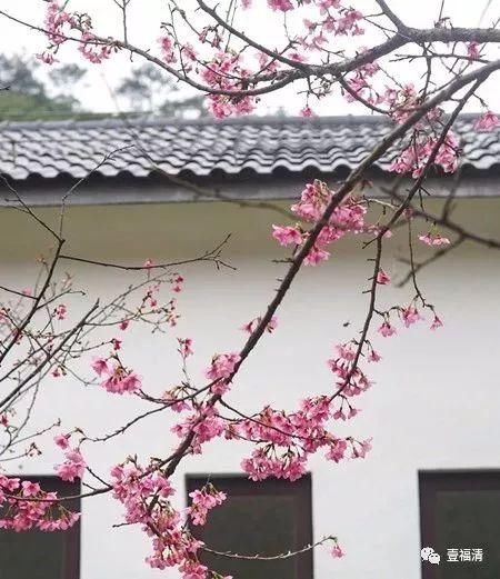 福清樱花太美！春节不用去日本在这里就可以看见大片樱花园~
