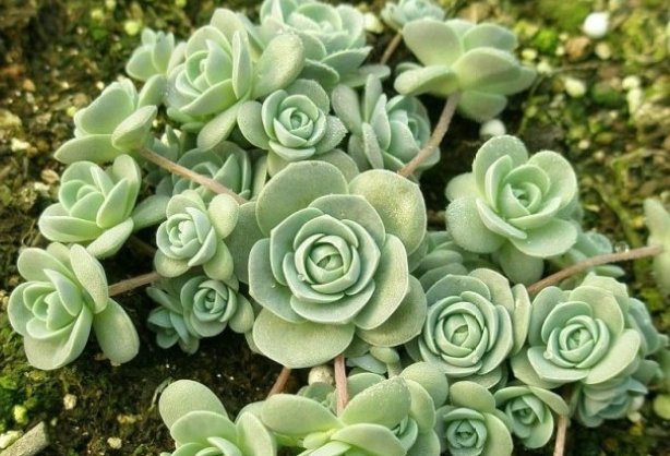  『随便』此几款多肉植物，随便养养就爆盆，繁殖能力特强，呆萌可爱又好养