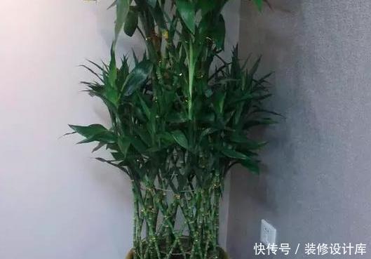  『家里』这4种花旺财又旺运，耐旱还好养，家里一定要养一盆！