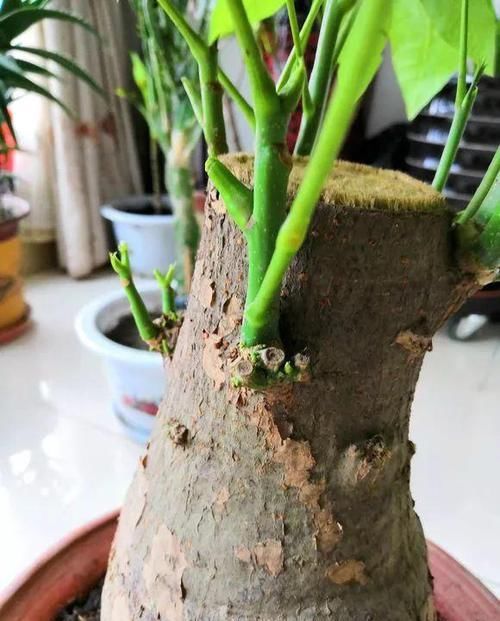 『新芽』立春给发财树“剃剃头”，新芽蹿的快，树冠长成伞，茂密油绿