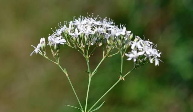  「喂猪」农村一种“竹子”，过去用来喂猪，殊不知根是稀罕物，消肿有特效